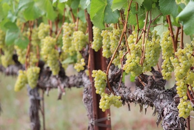 Fog Crest Vineyard Chardonnay Grapes